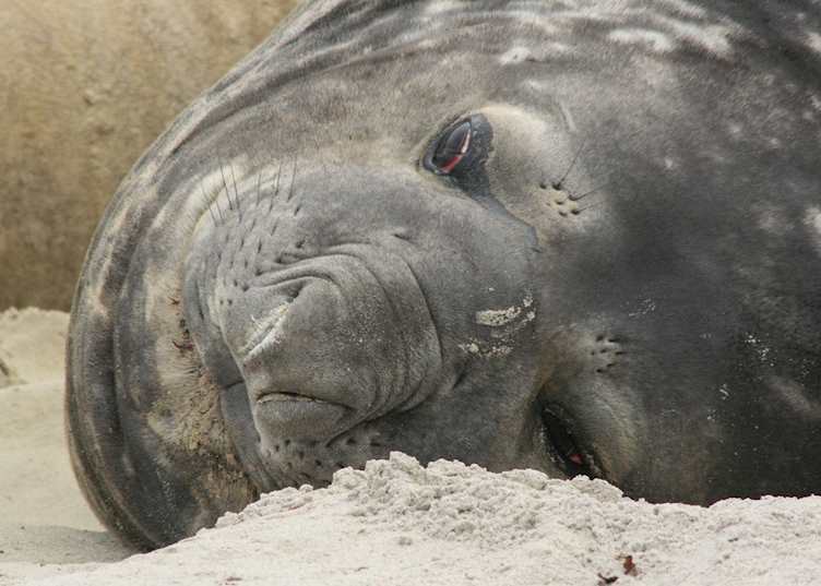 Elephant seals, Sea Lion Island