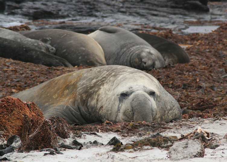 Elephant seals, Sea Lion Island