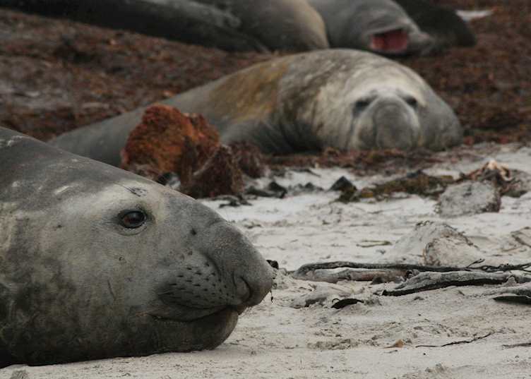 Elephant seals, Sea Lion Island