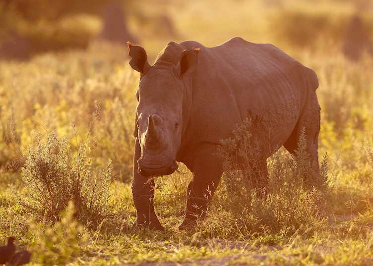 White rhino on Chief's Island