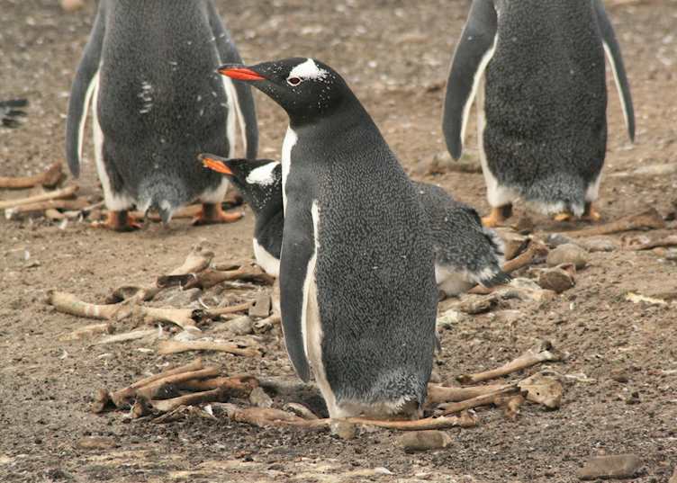 A gentoo penguin will collect anything with which to build a nest