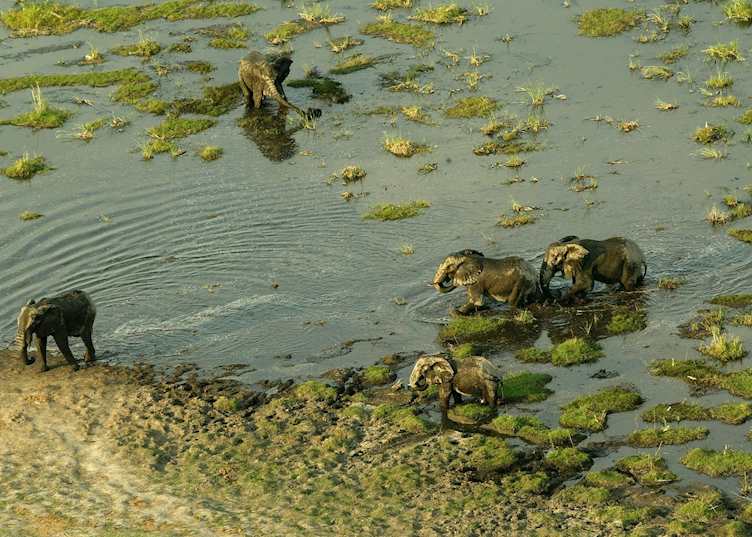 Elephant in the Delta