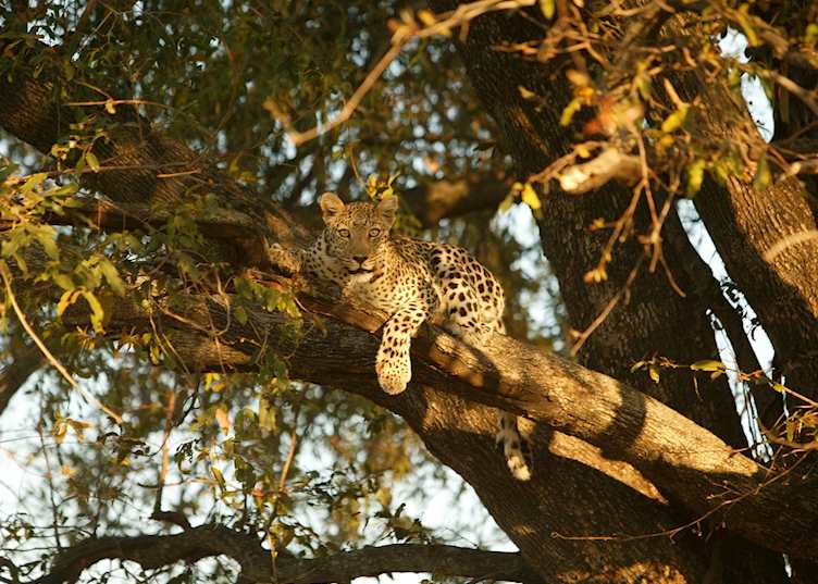 Leopard