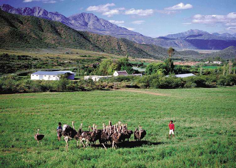 Ostrich farm, Calitzdorp