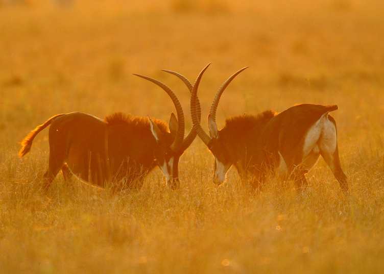 Sable antelope fighting
