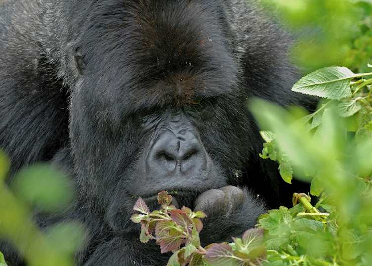 Silverback gorilla