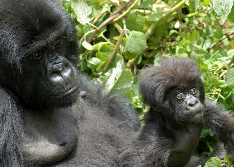 Gorilla and young
