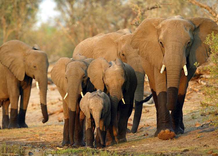 Breeding herd of elephant