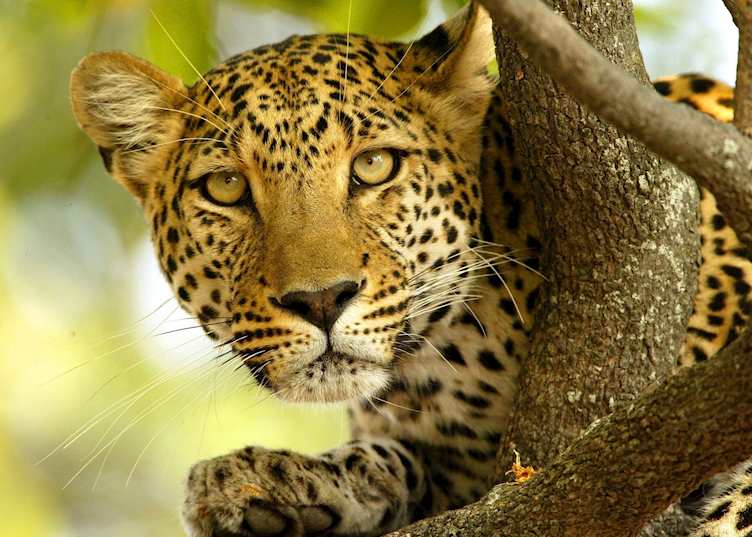 Leopard