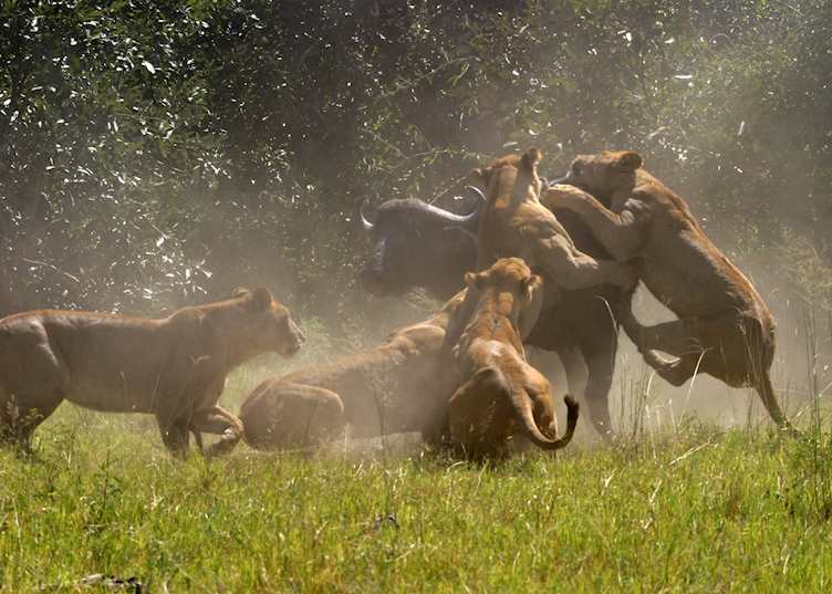 Lion attacking buffalo at Duba Plains