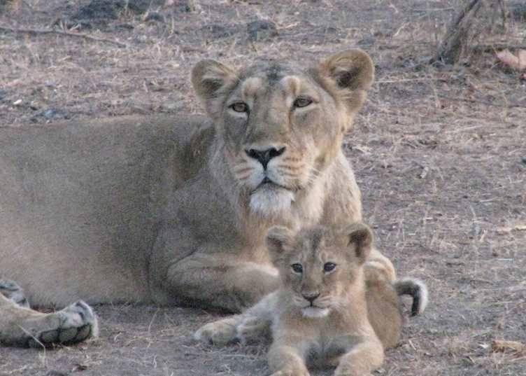 Mother and her three month old lion cub seen on a jeep safari at Gir