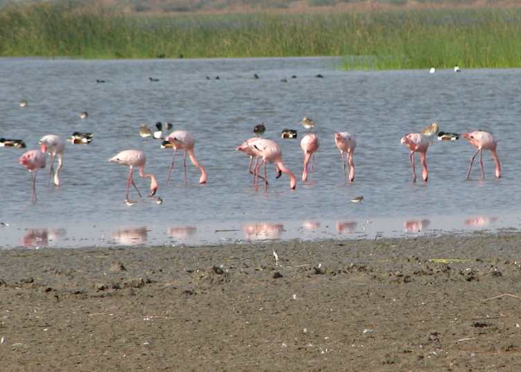 Greater flamingos in the Little Rann of Kutch