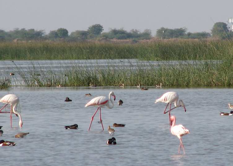 Greater flamingos seen in the Little Rann of Kutch