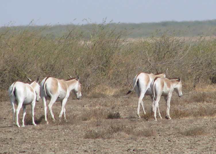 Little Rann of Kutch National Park, India