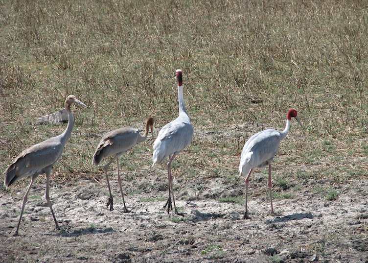 Saras cranes seen in the Little Rann of Kutch