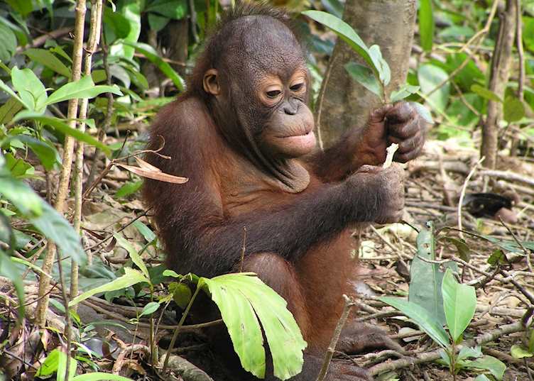 Baby orang-utan, Sepilok Orang-utan Sanctuary, Sandakan