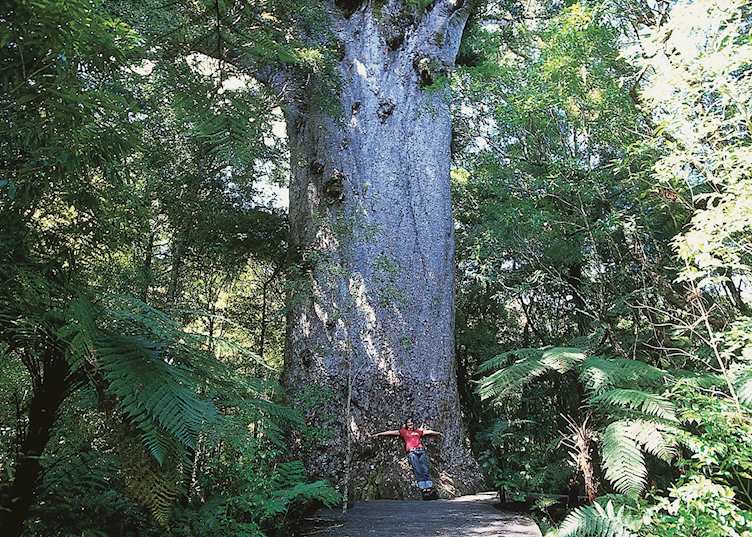 Tane Mahuta, the Kauri Coast