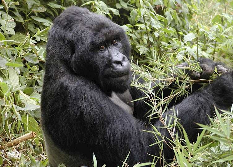 Male silverback gorilla, Volcanoes National Park