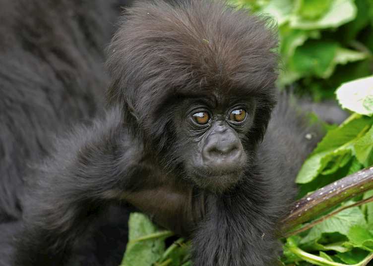 Mountain gorilla baby, Volcanoes National Park