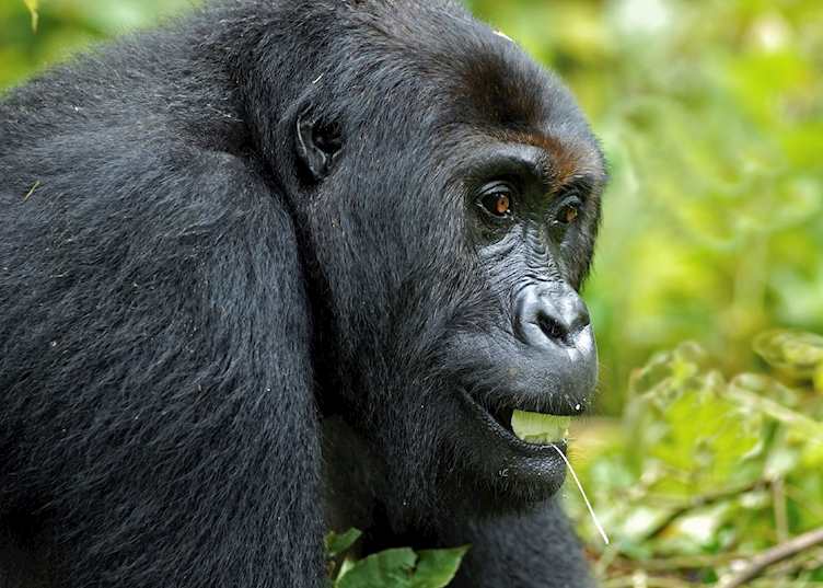 Mountain gorilla, Volcanoes National Park