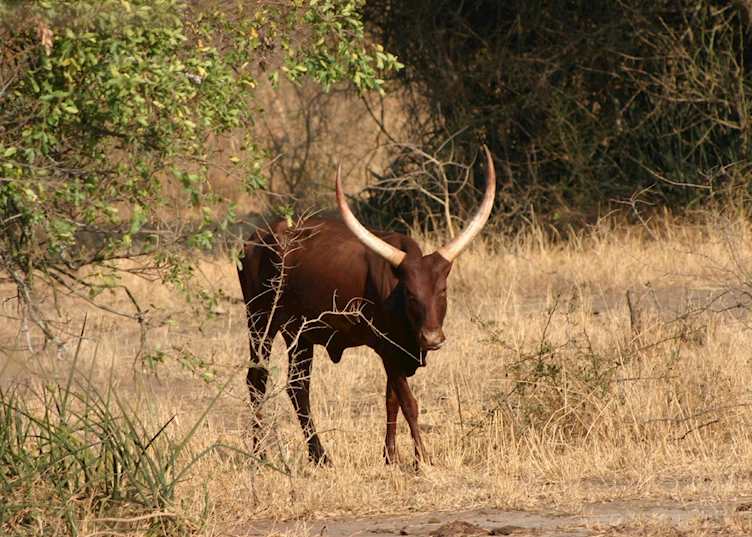 Ankole cattle are farmed extensively in Rwanda