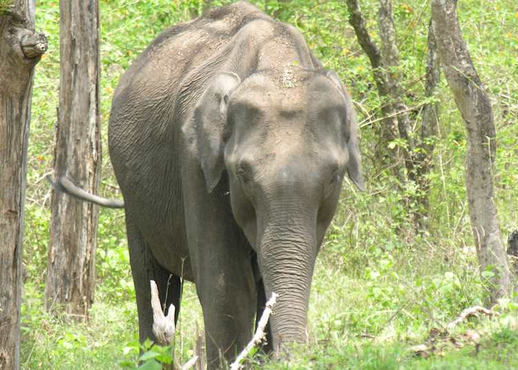 Wild elephant, Nagarhole National Park