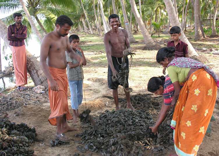 Mussel harvest, near Neeleshwar