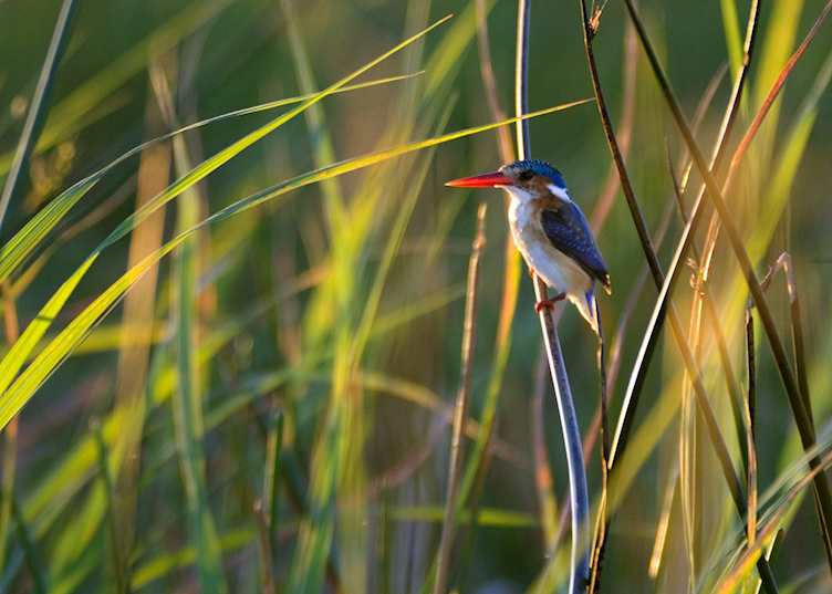 Malachite kingfisher