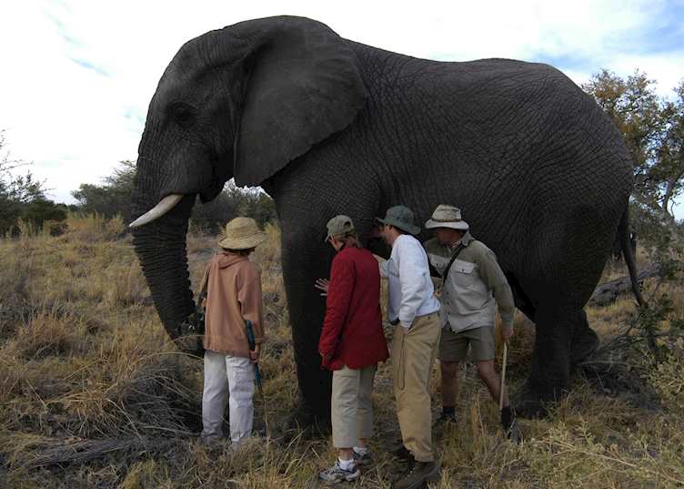 Meeting Thembi, one of the Stanley's elephants