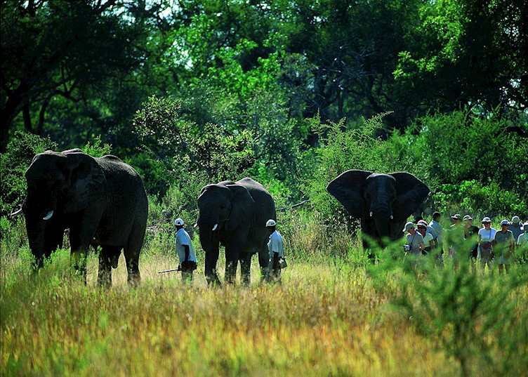 Walking with elephant in the Stanley's Concession