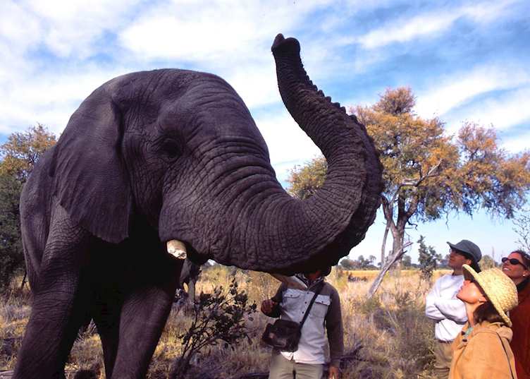 Walking with elephants in the Stanley's Concession