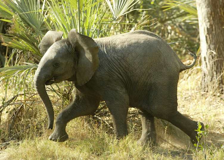 Young elephant