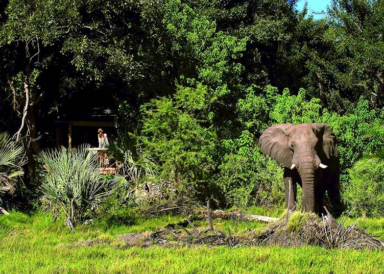 Elephant in front of Xigera Camp
