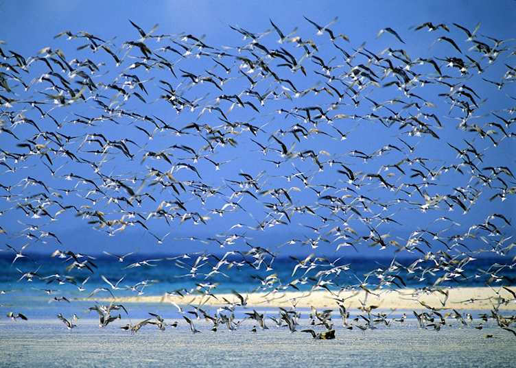 Mnemba Island, Tanzania