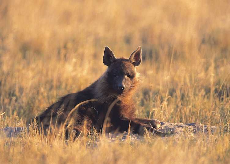 Brown hyena
