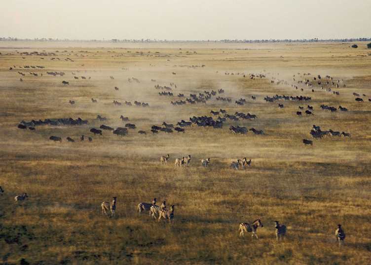 Zebra & wildebeest on the Makgadikgadi Pans in Botswana's Green Season