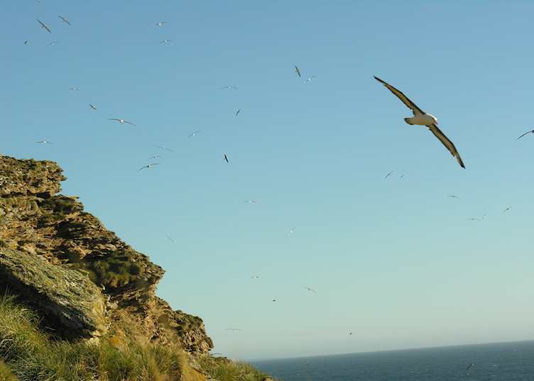 Black browed albatross, West Point Island, the Falklands