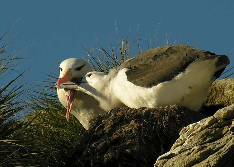 Black-browed albatross, West Point Island, the Falklands