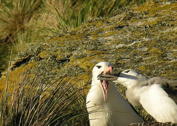 Black-browed albatross, West Point Island, the Falklands