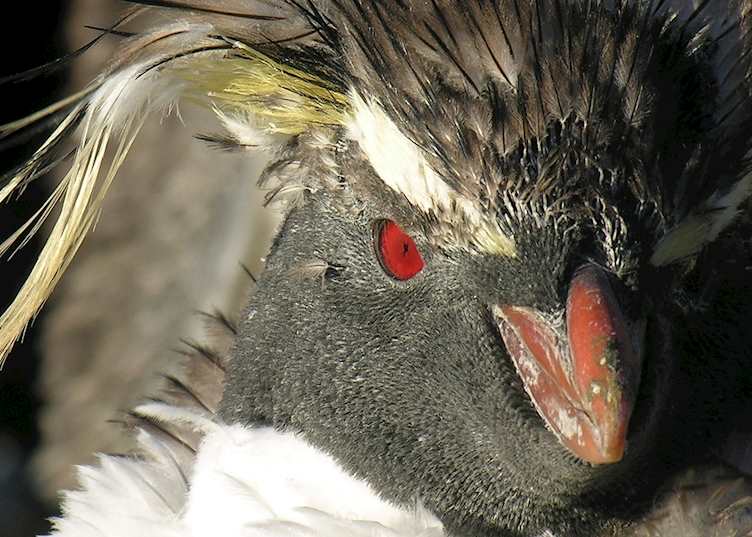 Rockhopper penguin, West Point Island, the Falklands