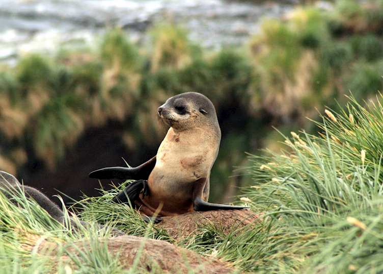 Fur seal pup, South Georgia