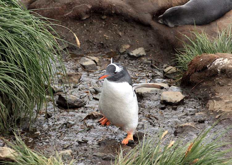Gentoo Penguin, South Georgia