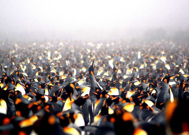 King penguins, South Georgia
