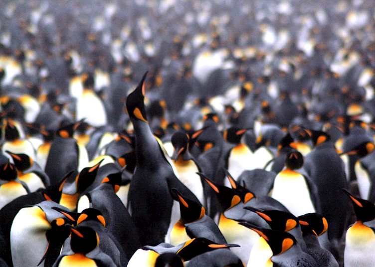 King penguins, South Georgia