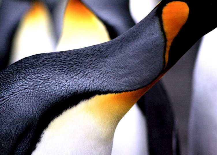 King penguin, South Georgia