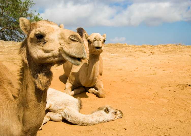 Adult camels with young, Salalah