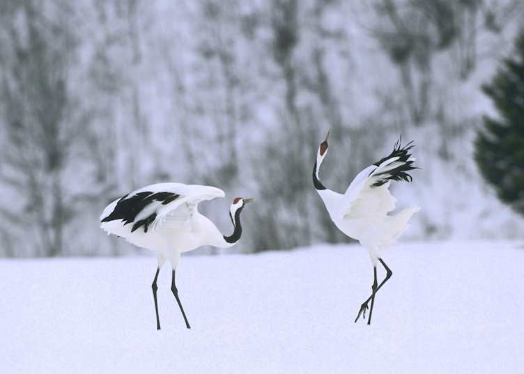 Winter mating ritual of Japanese cranes