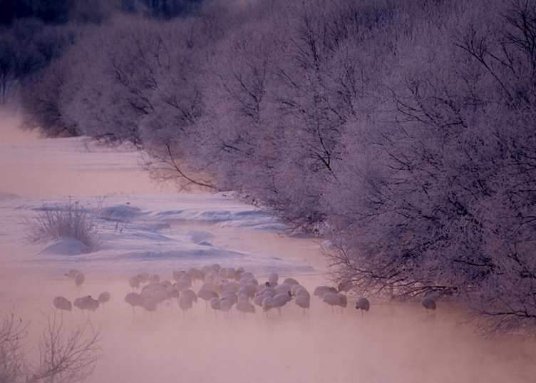 Red crowned crane colony