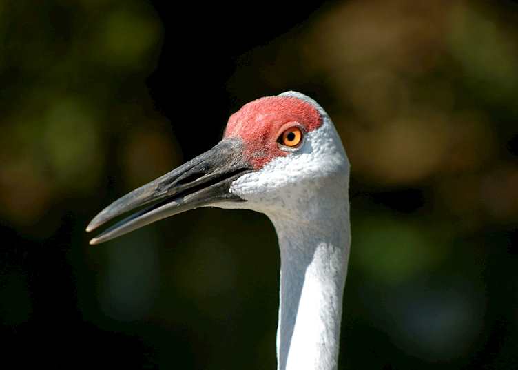 Red-crowned crane
