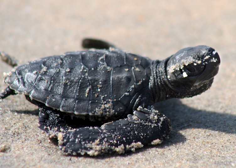 Young turtle, Neeleshwar